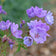 Geranium viscosissimum