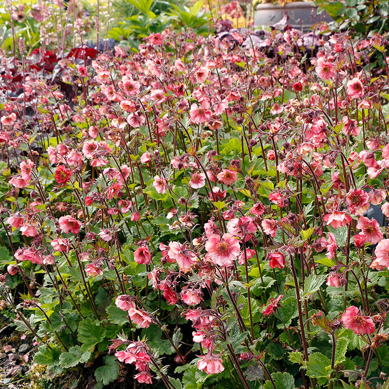 TEMPO™ Rose Geum, Photo courtesy of TERRA NOVA® Nurseries, Inc.