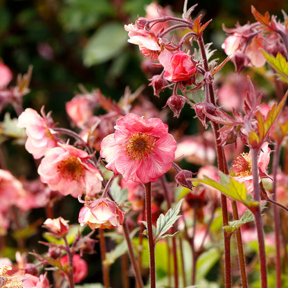 TEMPO™ Rose Geum, Photo courtesy of TERRA NOVA® Nurseries, Inc.