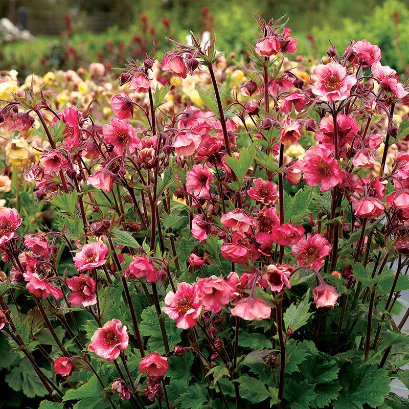 TEMPO™ Rose Geum, Photo courtesy of TERRA NOVA® Nurseries, Inc.