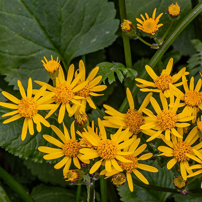 Golden Groundsel