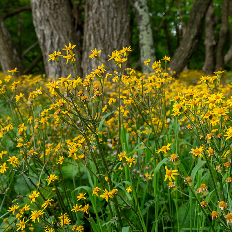 Golden Groundsel