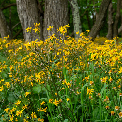 Golden Groundsel