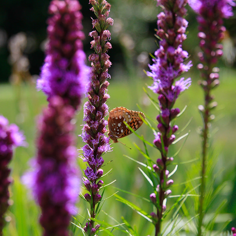 Blazing Star, liatris spicata
