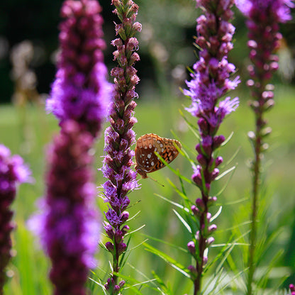 Blazing Star, liatris spicata