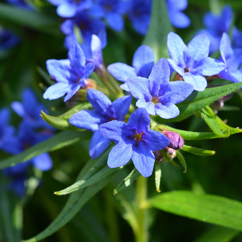 Heavenly Blue Lithodora | Intense Blue for Rock Gardens