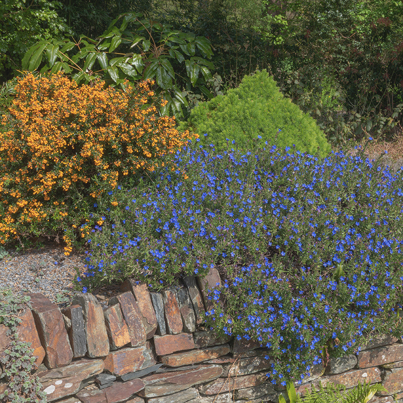 Heavenly Blue Lithodora