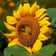 Helianthus annuus 'Dwarf Sunspot'