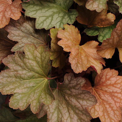Carnival™ Watermelon Coral Bells