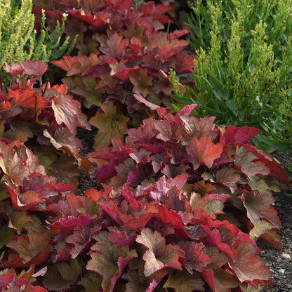 Carnival™ Watermelon Coral Bells