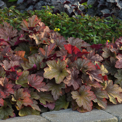 Carnival™ Watermelon Coral Bells