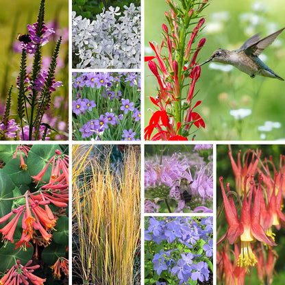 Hummingbird Native Cottage Pre-Planned Garden