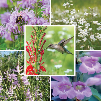 Hummingbird Essentials Native Seed Packet Set