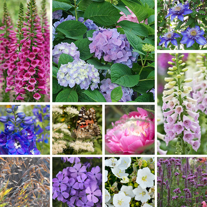 Hydrangea Heritage Pre-Planned Cottage Garden