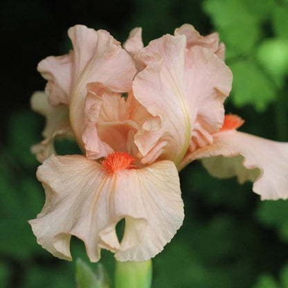 Portland Pink Dwarf Bearded Iris, Image Courtesy of Schreiner's Gardens