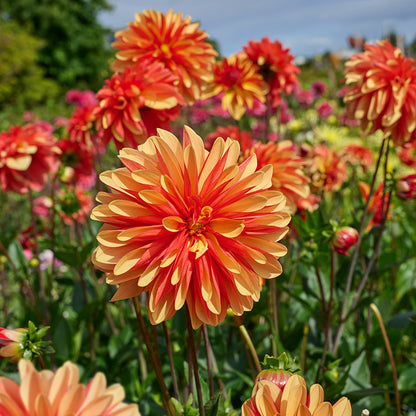 Japlou Decorative Dahlia