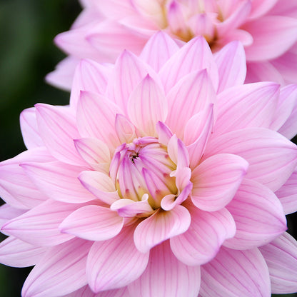 Karma Prospero Decorative Dahlia