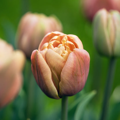 La Belle Epoque Double Early Tulip