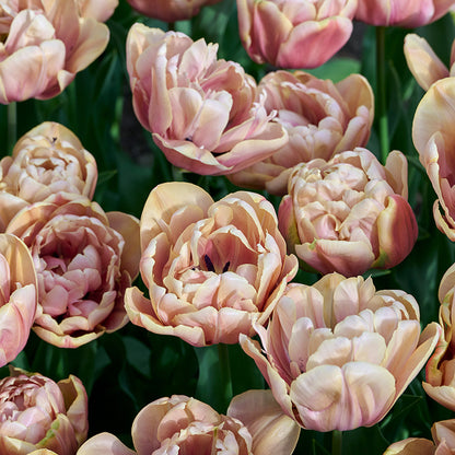 La Belle Epoque Double Early Tulip
