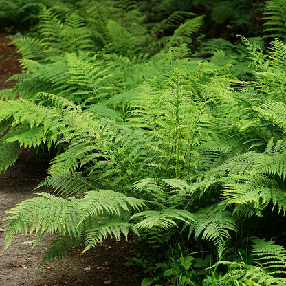 Lady Fern