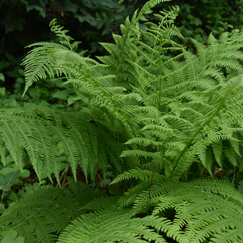 Lady Fern