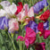 Lathyrus odoratus Mammoth Mix