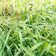 Leersia oryzoides