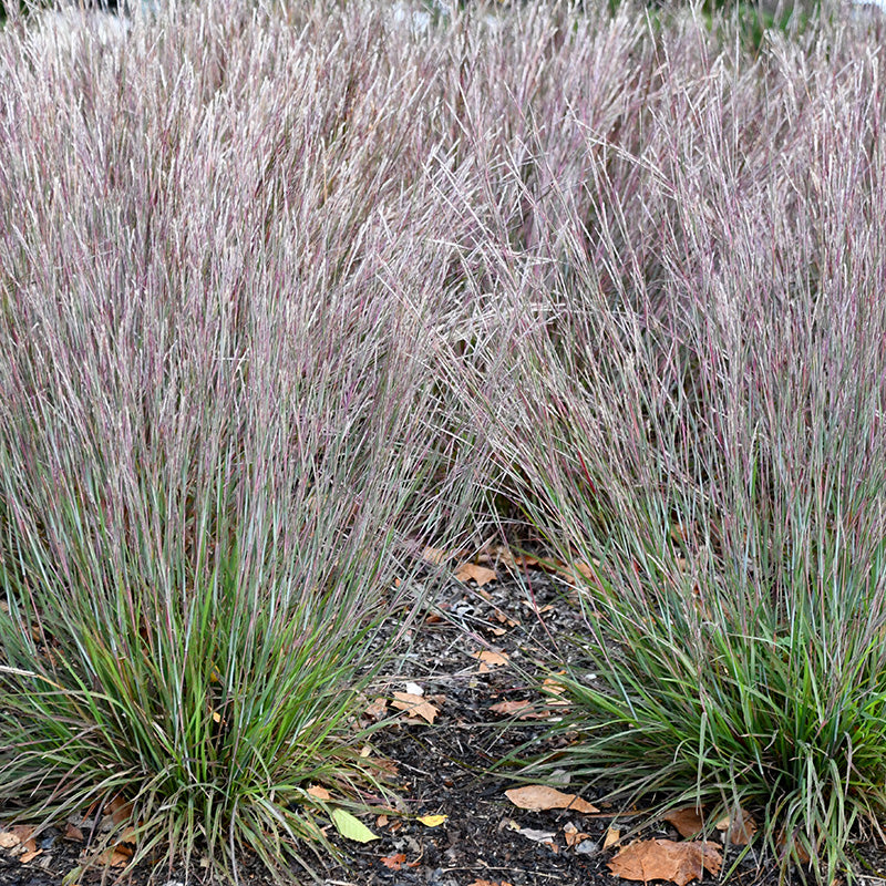 Little Red Fox Little Bluestem Grass