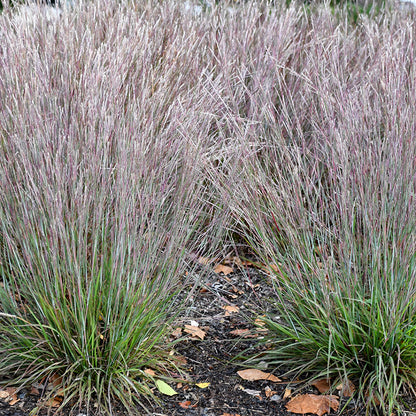 Little Red Fox Little Bluestem Grass