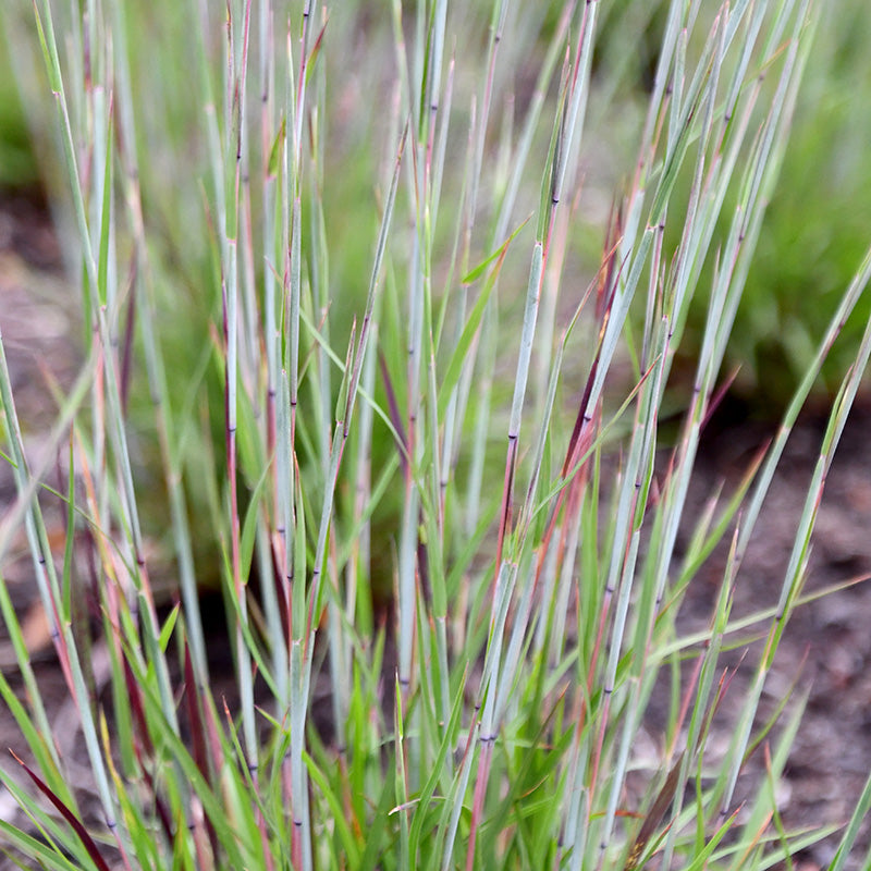 Little Red Fox Little Bluestem Grass