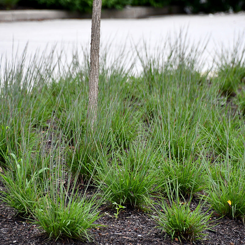 Little Red Fox Little Bluestem Grass