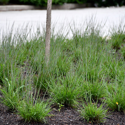 Little Red Fox Little Bluestem Grass