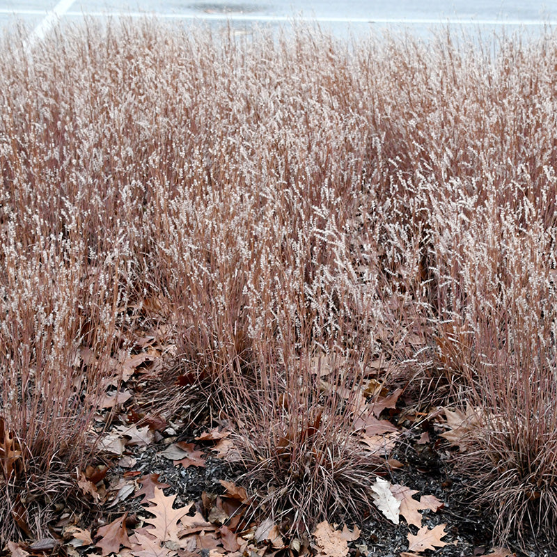 Little Red Fox Little Bluestem Grass