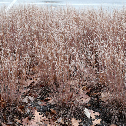 Little Red Fox Little Bluestem Grass