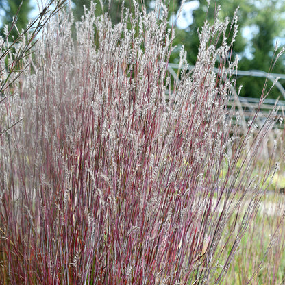 Little Red Fox Little Bluestem Grass