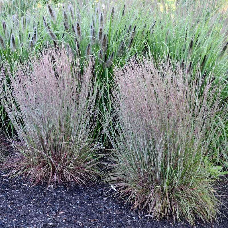Little Red Fox Little Bluestem Grass