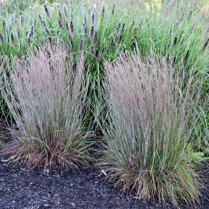 Little Red Fox Little Bluestem Grass
