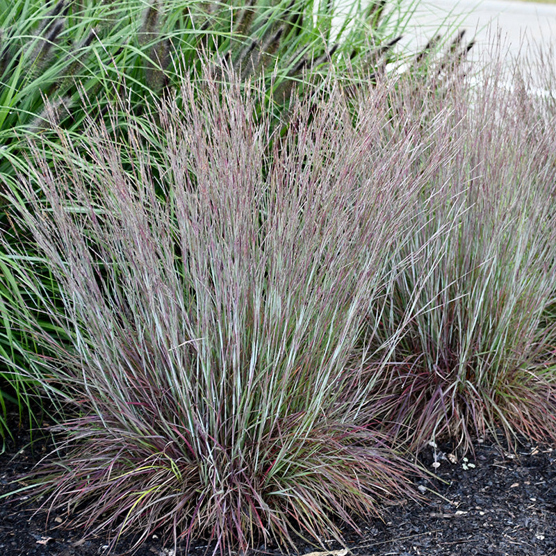 Deer Resistant Curb Appeal Plant Collection | American Meadows