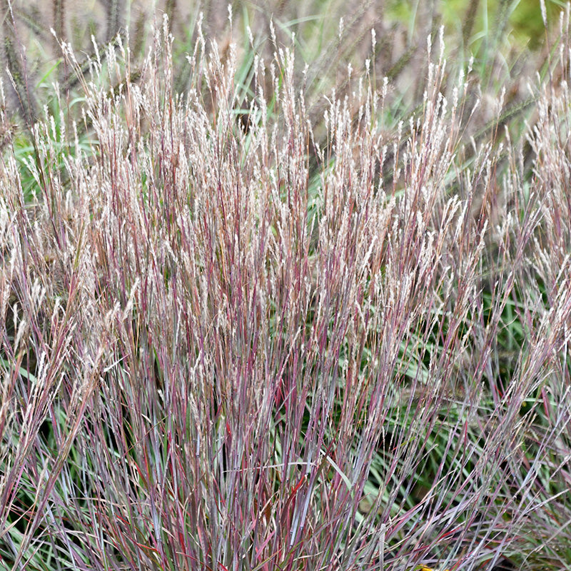 Little Red Fox Little Bluestem Grass