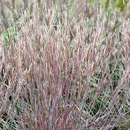 Little Red Fox Little Bluestem Grass
