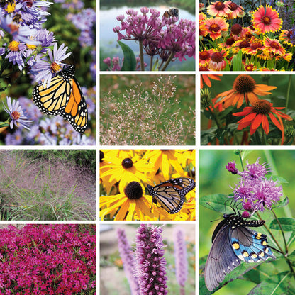 Lively Butterfly Meadow Native Pre-Planned Garden