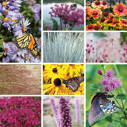 Lively Butterfly Meadow Native Pre-Planned Garden