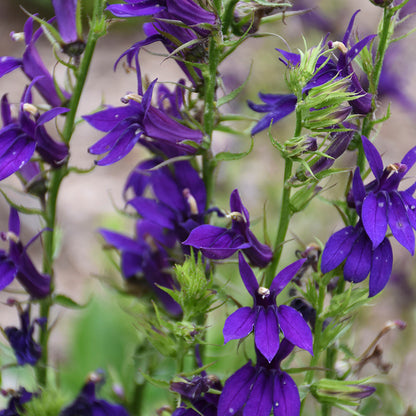 Starship™ Blue Lobelia, Photos courtesy of Walters Gardens, Inc.