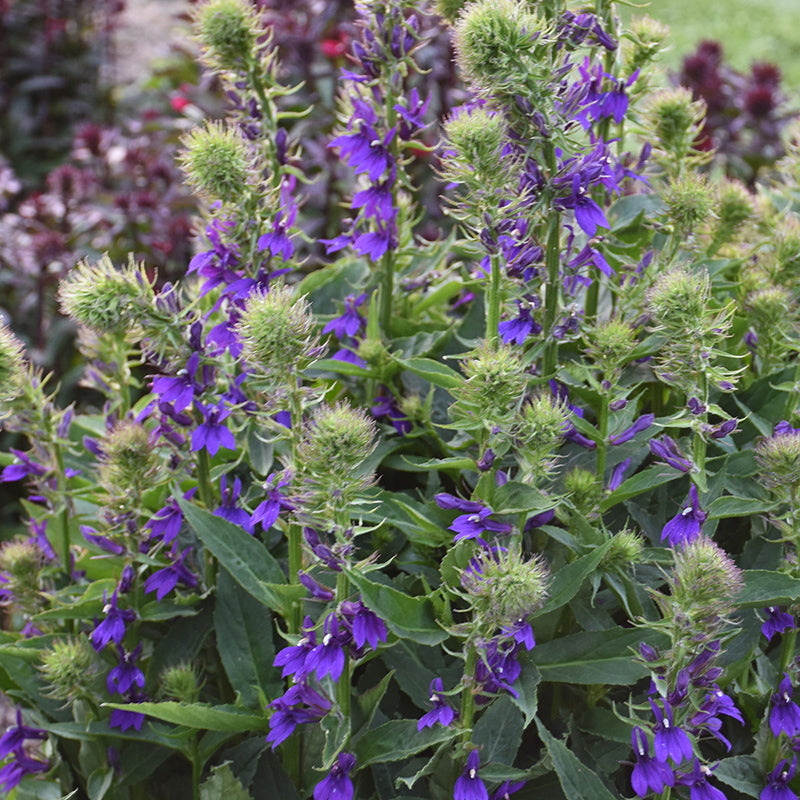Starship™ Blue Lobelia, Photos courtesy of Walters Gardens, Inc.