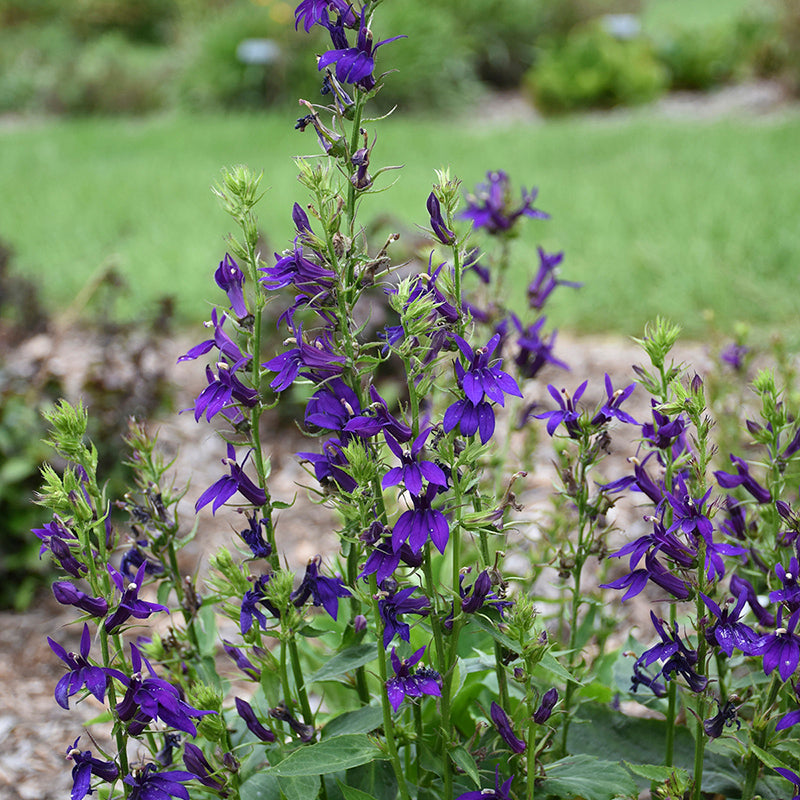 Starship™ Blue Lobelia, Photos courtesy of Walters Gardens, Inc.