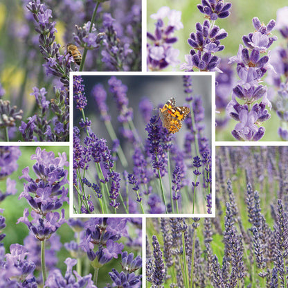 Long Blooming Lavender Collection
