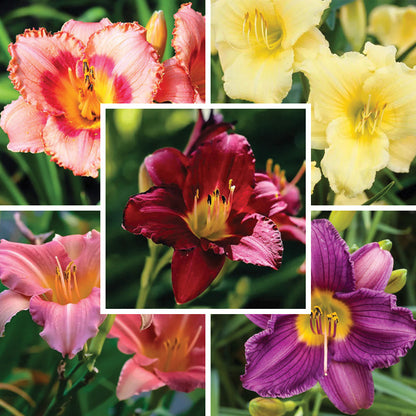 Low Maintenance Daylily Collection