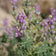 Lupinus arizonicus