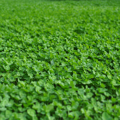 Miniature Clover