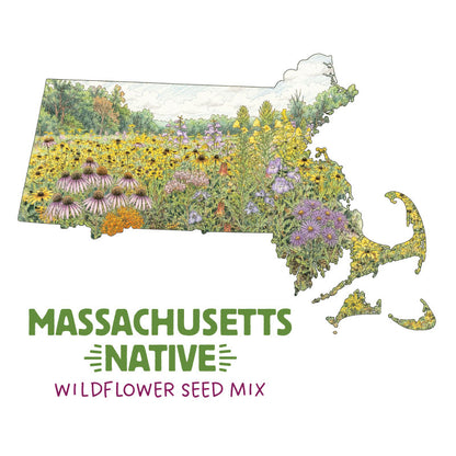 Massachusetts Native Wildflower Seed Mix